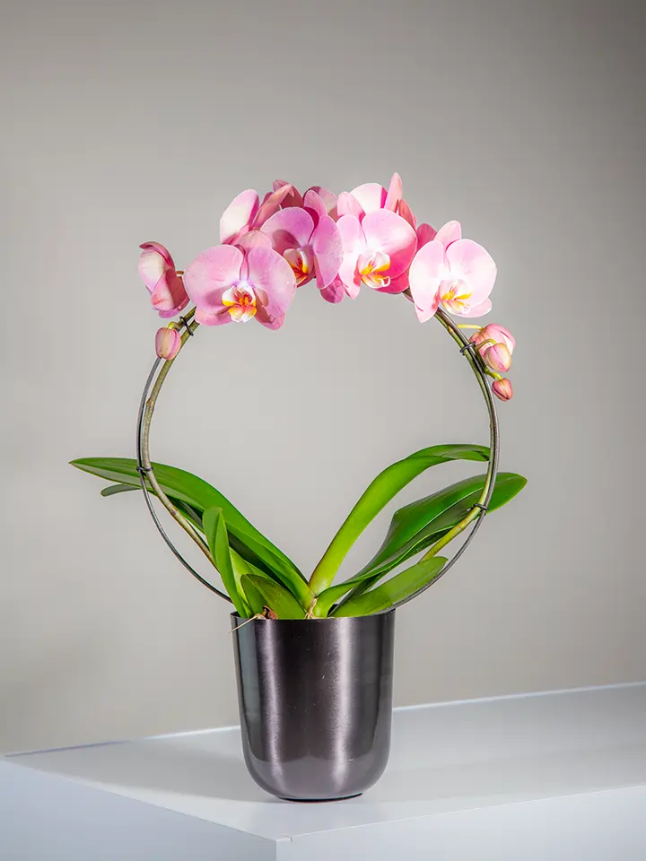 Pianta di orchidea Phalenopsis Cascade in vaso scuro